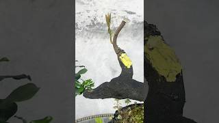 Beautiful Bonsai Works🌳🌲💥489shorts shortsvideo beautifulbonsai art khuebonsai🥰❤️ [upl. by Ellenehc]