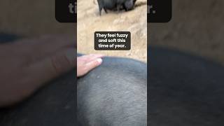 The pigs are soft and fuzzy this time of year Turn on the sound to hear why 🐷 pigs animalrescue [upl. by Ericha]