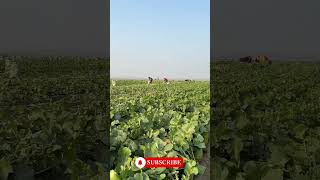 Green Radish Harvesting From Farm 🥒 harvesting satisfying vegetables radish short shorts [upl. by Yelats]