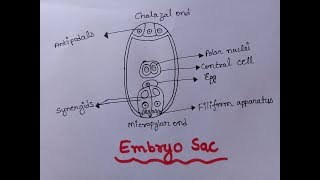 Embryo Sac  Diagram of Embryo Sac Well Labelled  Class 12  Embryo Sac Figure [upl. by Ahsekan]