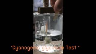 Cyanogenic glycoside Test [upl. by Turro]