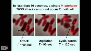 The extraordinary bacterial Type VI secretion machine [upl. by Sergu525]