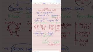 Ch 6  DNA Structure of Polynucleotide Chain   Class 12NEET  shorts [upl. by Spancake]