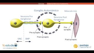 Sistema Nervioso Autónomo [upl. by Atkinson245]