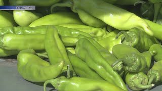 Turning up the heat How New Mexico chile crops reacted to record hot temperatures [upl. by Assirec]