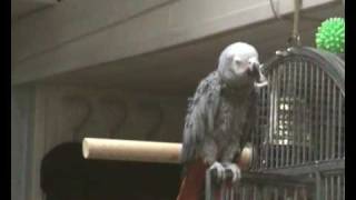 bamboula perroquet qui parle chante rit  talking parrot [upl. by Marquez907]