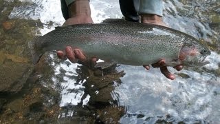 grosse truite arcenciel 58cm  huge trout [upl. by Dorothea]