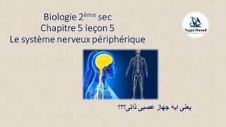 Biologie 2ème sec Chapitre 5  Leçon 5 Le système nerveux périphérique [upl. by Oiredised]