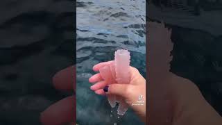 Would you hold a PyrosomeSea PickleSea SquirtSea Crystal in your hand [upl. by Aerdnat]