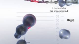 The Pyrosequencing Reaction Cascade System [upl. by Eigriv]