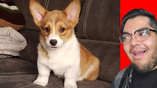 CORGI PUPPY VLOG [upl. by Enitsud]