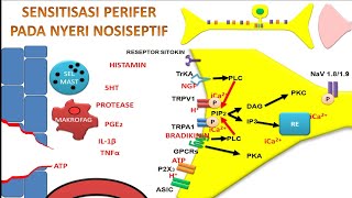 Video 65 Sensitisasi Perifer Pada Nyeri Nosiseptif [upl. by Odericus]