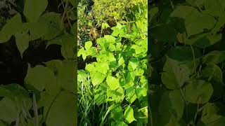 Morning sun kissed my bean plant bean sun garden trending shorts shortsfeed [upl. by Geirk669]