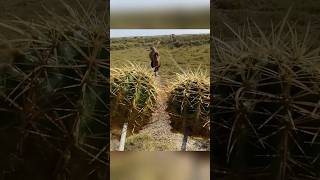 camels are eating a round cactus [upl. by Jaan]