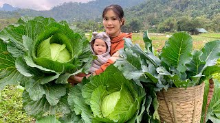 Harvest stored Bananas  Giant Cabbage Cauliflower to sell amp Make stuffed Cabbage  Single Mom Life [upl. by Sajovich142]