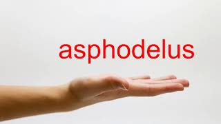 How to Pronounce asphodelus  American English [upl. by Tung]