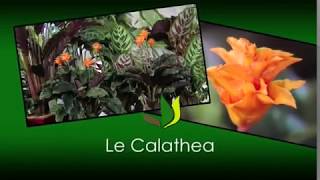 Le calathea  une plante verte tropicale dintérieur  Truffaut [upl. by Seitz]