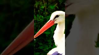 quotSTORKS are large longlegged longnecked wading birds with long stout bills Family CICONIIDAEquot [upl. by Aliwt]