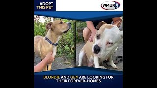 Blondie and Gem are looking for their foreverhomes [upl. by Riddle]