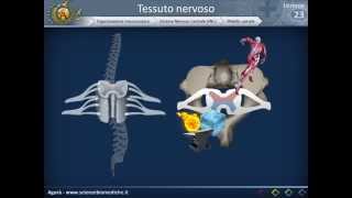 Istologia 23  Nervoso parte 3 [upl. by Michele517]