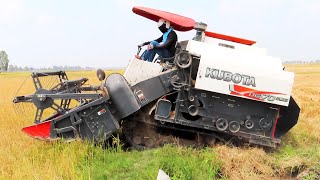 Nice Activities Kubota DC70Plus Rice Harvester Machinery Skills Operator Working Cropping Rice Farms [upl. by Dulce238]