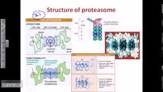 Ubiquitination protein degradation [upl. by Mensch]