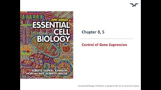 Gene regulation in Eukaryotes Promoters  Transcription factors  Enhancers Genetics for beginners [upl. by Azirb905]