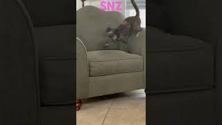 Squirrel the cat full zoomy mode cats catsrising catvideos [upl. by Yousuf744]