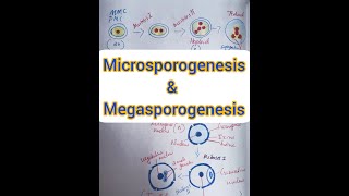 Microsporogenesis amp Megasporogenesis  In Malayalam [upl. by Engenia]