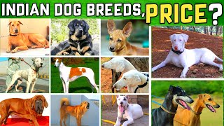 Best Indian Dogs Breeds  भारतीय कुत्तै की नसले [upl. by Richardo]