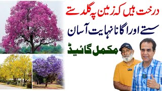 Best flowering trees for urban landscape  Jacaranda tabebuia and amaltas [upl. by Garcon]