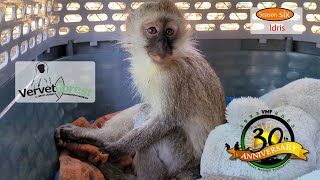 quotIncredible Recovery Monkey Shot 7 Times in Shocking Incident  Zachs Amazing Journey to Healingquot [upl. by Otxilac41]