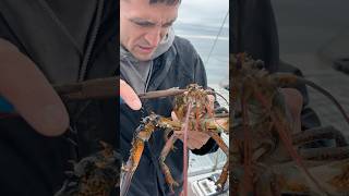 Removing a parasite from a lobster maine lobster interesting didyouknow education learn [upl. by Sharma847]