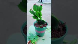 Gardening Pros WONT Tell You About This Cactus Hack [upl. by Sirad]