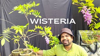 How to grow wisteria in tropical area best potting soil for wisteria  Part 1 [upl. by Eadahc]