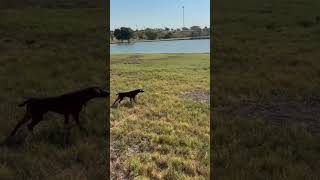 Patterdale Terrier Hunting Prairie Dogs [upl. by Dalenna783]