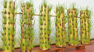 Try growing green onions on banana tree trunks and the results are beyond your expectations [upl. by Bouchard423]