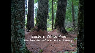 Eastern White Pine the Tree Rooted in American History [upl. by Retsub]