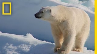 Polar Bear Encounter in Canadas High Arctic  National Geographic [upl. by Portie]