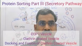 Protein Sorting Part III  Secretory Pathway COPIcellbiology clathrincoat [upl. by Biddle224]