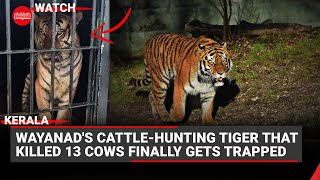 Kerala Wayanads cattlehunting tiger that killed 13 cows finally gets trapped [upl. by Boyes]