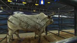 The Battle For The WORLD CHAMPION Bucking Bull Title 2020 [upl. by Kesia]