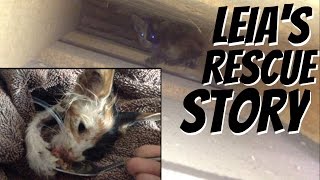 kitten chose to live leias rescue story [upl. by Sirrot77]