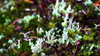 Boreal Forest  Saguenay [upl. by D'Arcy144]