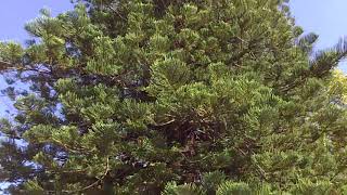 Giant Tree Araucaria heterophylla AraucÃ¡ria Norfolk [upl. by Colon]