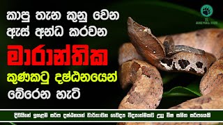 KUNAKATUWA  කුනකටුවා  POLON THELISSA  HYPNALE  VIPER  SNAKES  VIPER SNAKES SL ANIMAL HUB  SL [upl. by Kalbli691]