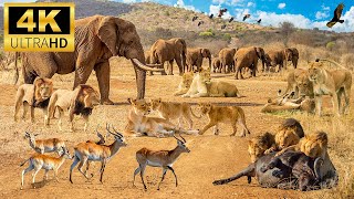 4K African Wildlife The Great Wildebeest Migration  Scenic Wildlife Film With African Music [upl. by Noyad]