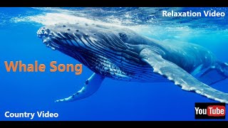 Whales Singing The Most Relaxing Sound In The World whales [upl. by Ahcsrop906]