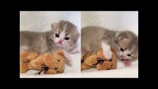 A Cute Cats and Kitten Funny compilation 2018 [upl. by Aicssej]