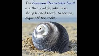 Intriguing Information About Common Periwinkle Snails [upl. by Noislla]